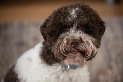 pere (36 of 109)